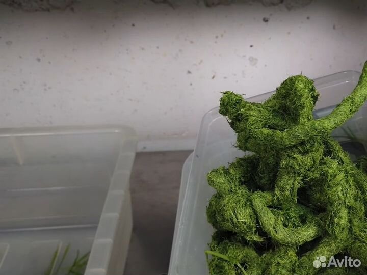 Шнековая электрическая соковыжималка для Витграсс