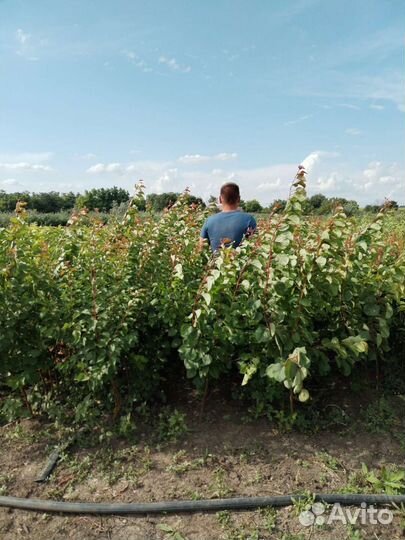 Саженцы черешни вишни абрикоса слив персека