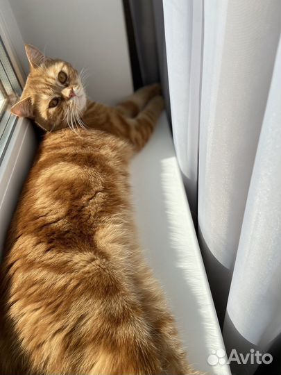 Вязка Котик красный мрамор шотландский страйт