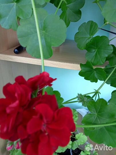 Эписция,королевская пеларгония