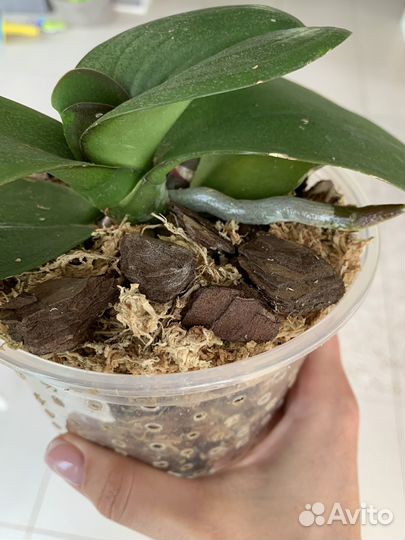 Орхидея фаленопсис грандифлора