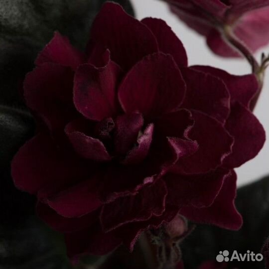 Фиалка ек-Гладиатор