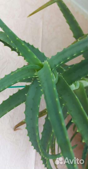 Столетник лечебный(алоэ древовидный)