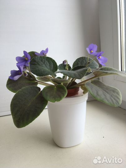 Цветущие фиалки