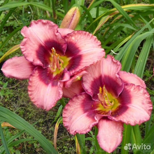 Продаю наборами. Лилейники сортовые -Яркие краски