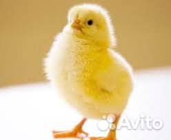 Цыплята бройлеры на 16 сентября