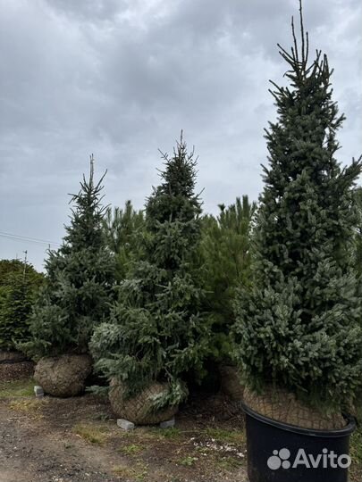 Ель Сербская