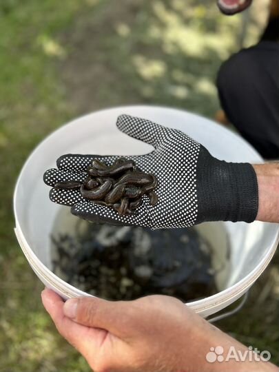 Пиявки для рыбалки