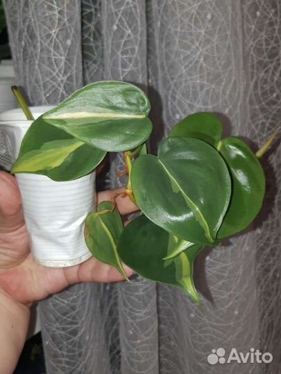 Филолендрон бразил