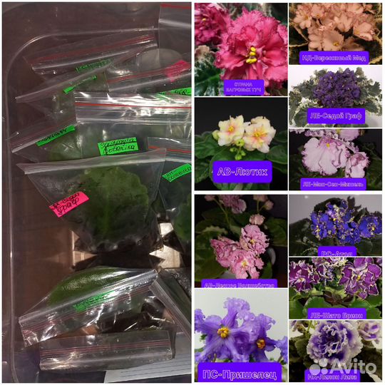 Сортовые фиалки наборы