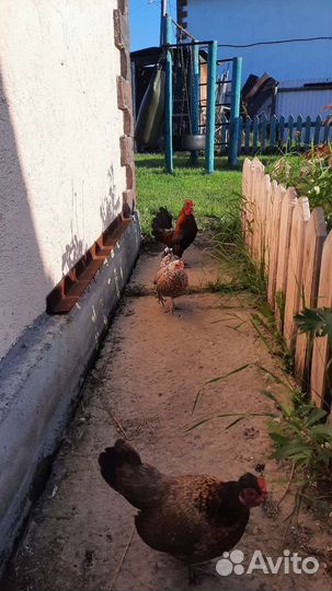 Мини Куры бентамки