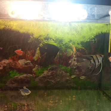 Аквариумные рыбки