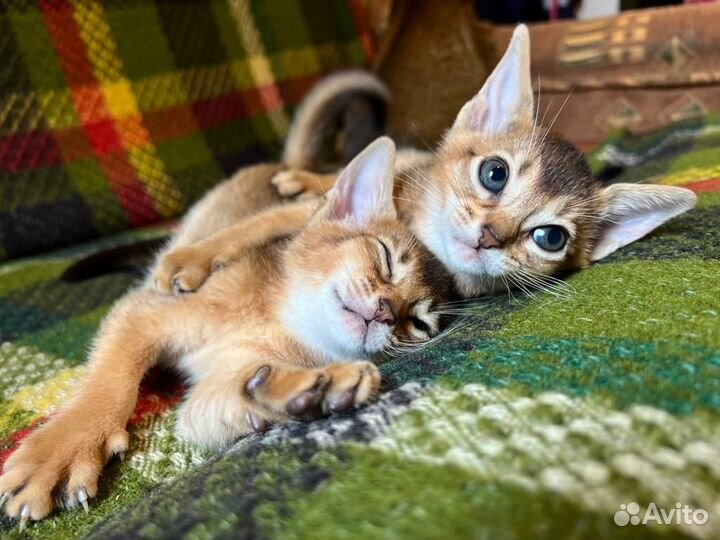 Абиссинские котята