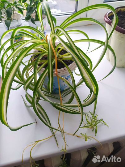 Хлорофитум кудрявый