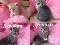 Котята от шотландской кошки