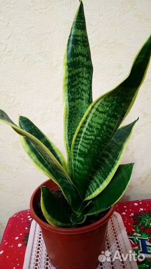 Комнатные растения цветы