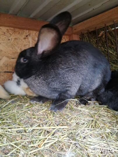 Кролики мясных пород
