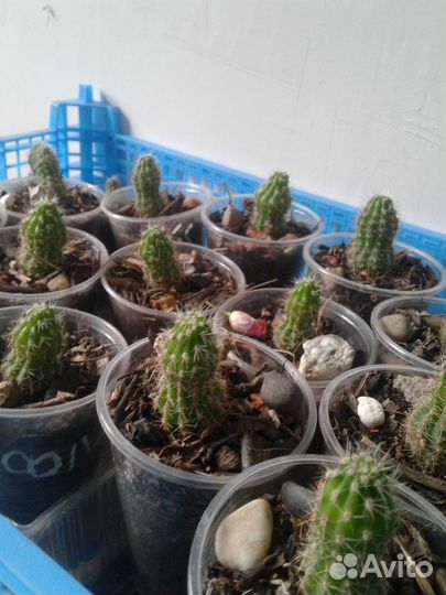 Кактусы и суккуленты