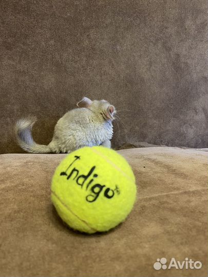 Шиншилла маленькая