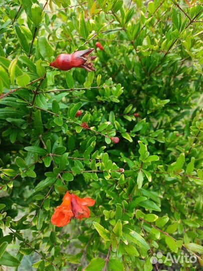 Гранат Eight Ball (Восьмой шар)