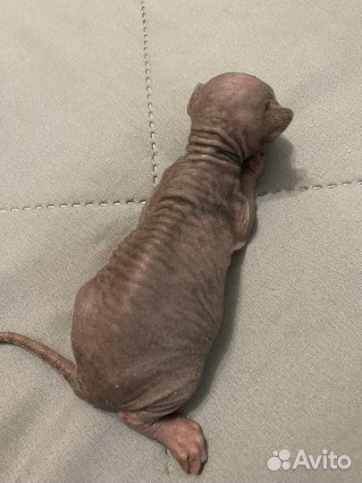 Канадский сфинкс