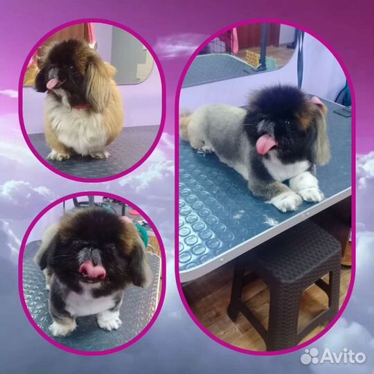 Стрижка собак и кошек/Груминг