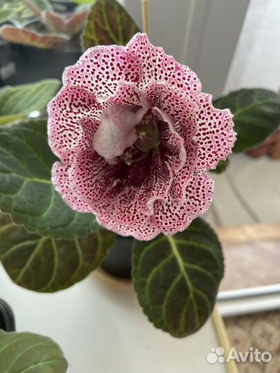 Детки,листочки