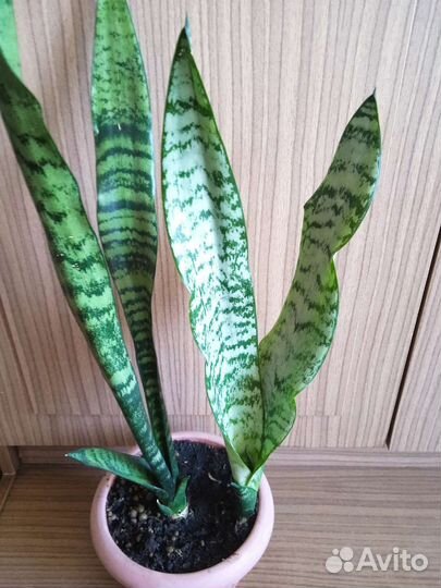 Сансевиерия