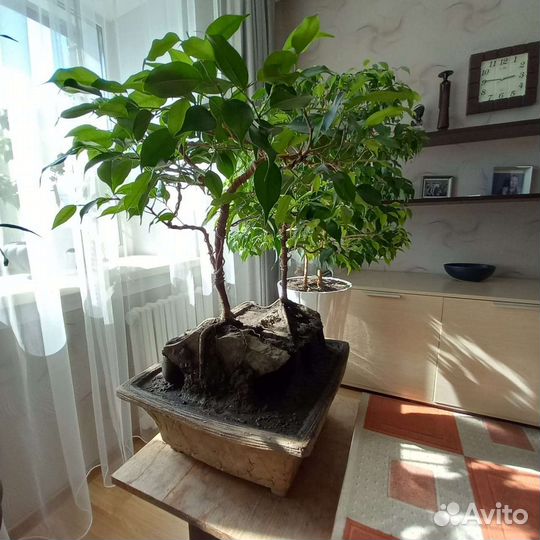 Большое комнатное дерево на камне