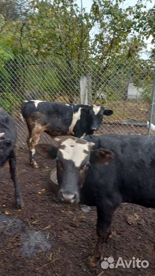 Бычки на откорм