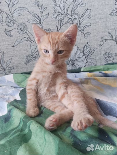 Котёнок мальчик 4 мес