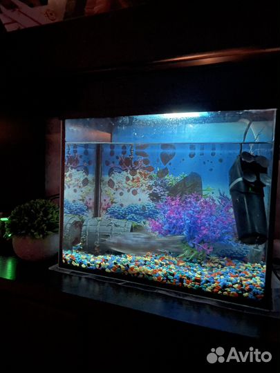 Аквариум с рыбками