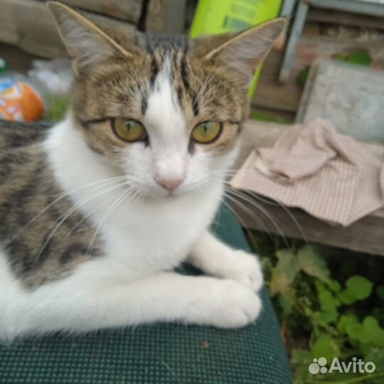 Кошки в добрые руки, Св. Матв