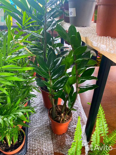 Комнатные растения в аассортименте