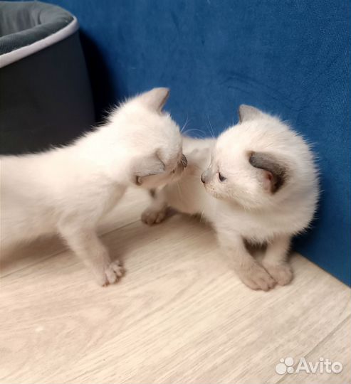 Тайские котята