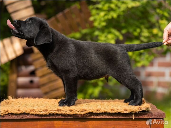 Щенки лабрадора