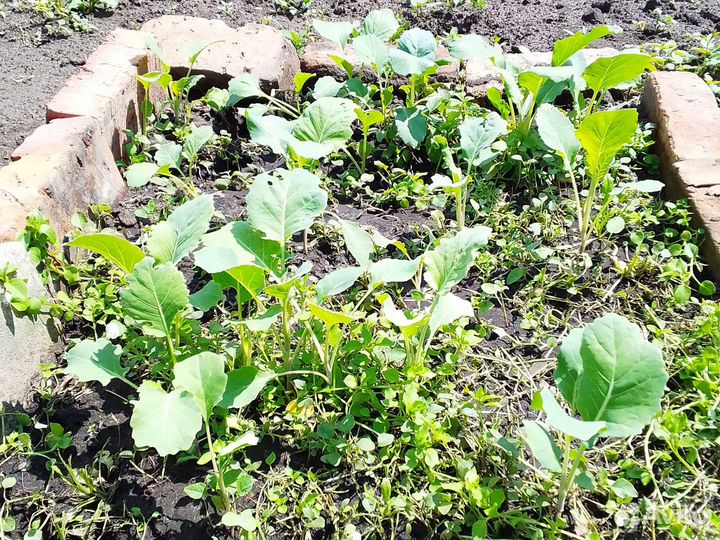 Рассада капусты