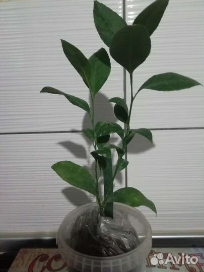 Лимонное дерево комнатное плодоносящее