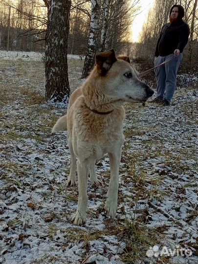 Собака в добрые руки
