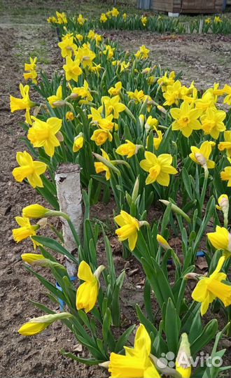 Луковицы нарциссов
