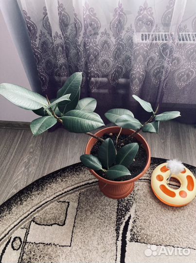 Комнатные цветы