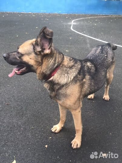 Собака Марта в добрые руки