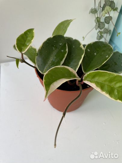 Хойя Кримсон Квин (Krimson queen)