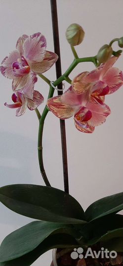 Фаленопсис