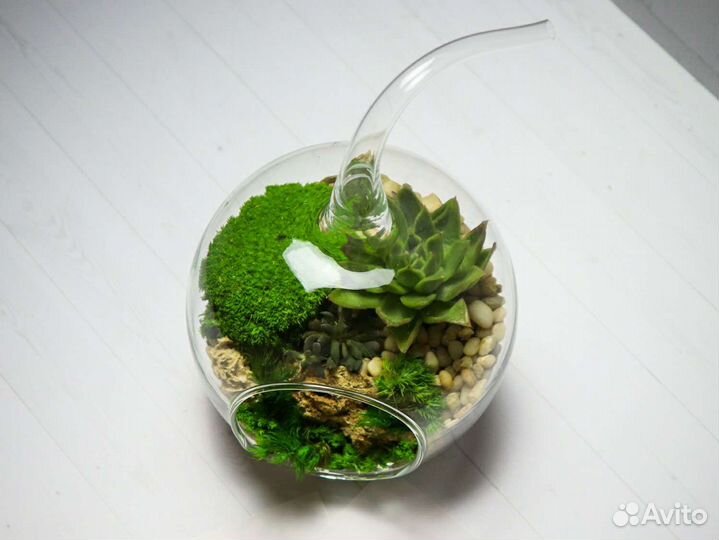 Растения суккуленты флорариум подарок