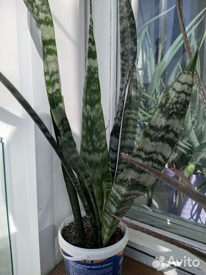 Сансевьерия