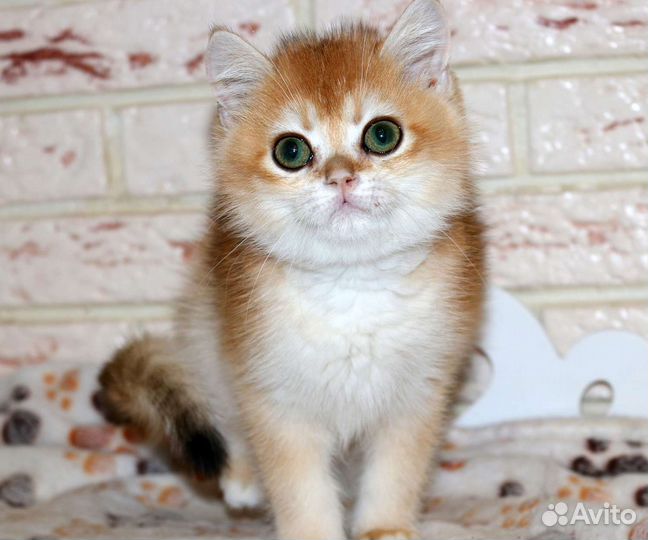 Золотые британские шиншиллы