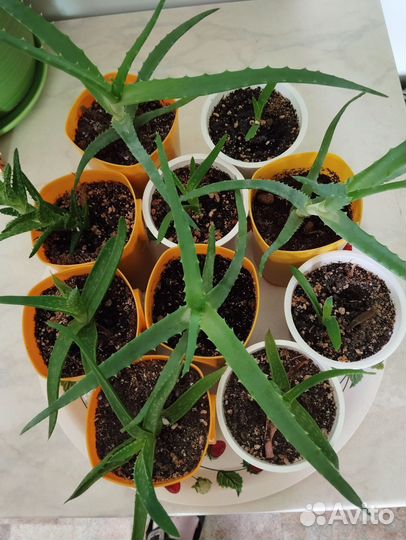 Комнатные цветы алоэ