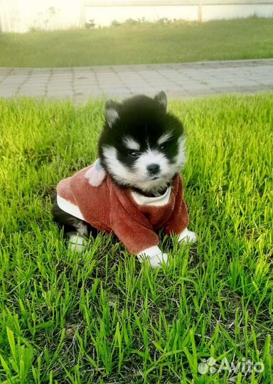 Щенок помски ищет ручки