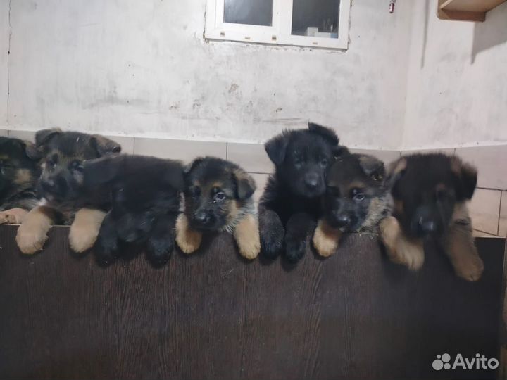 Щенки немецкой овчарки